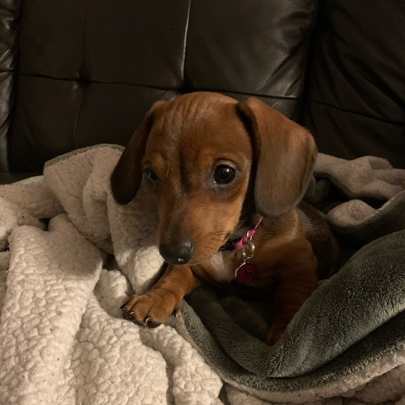 Meet your Posher, Michelle - Picture 1 of 1